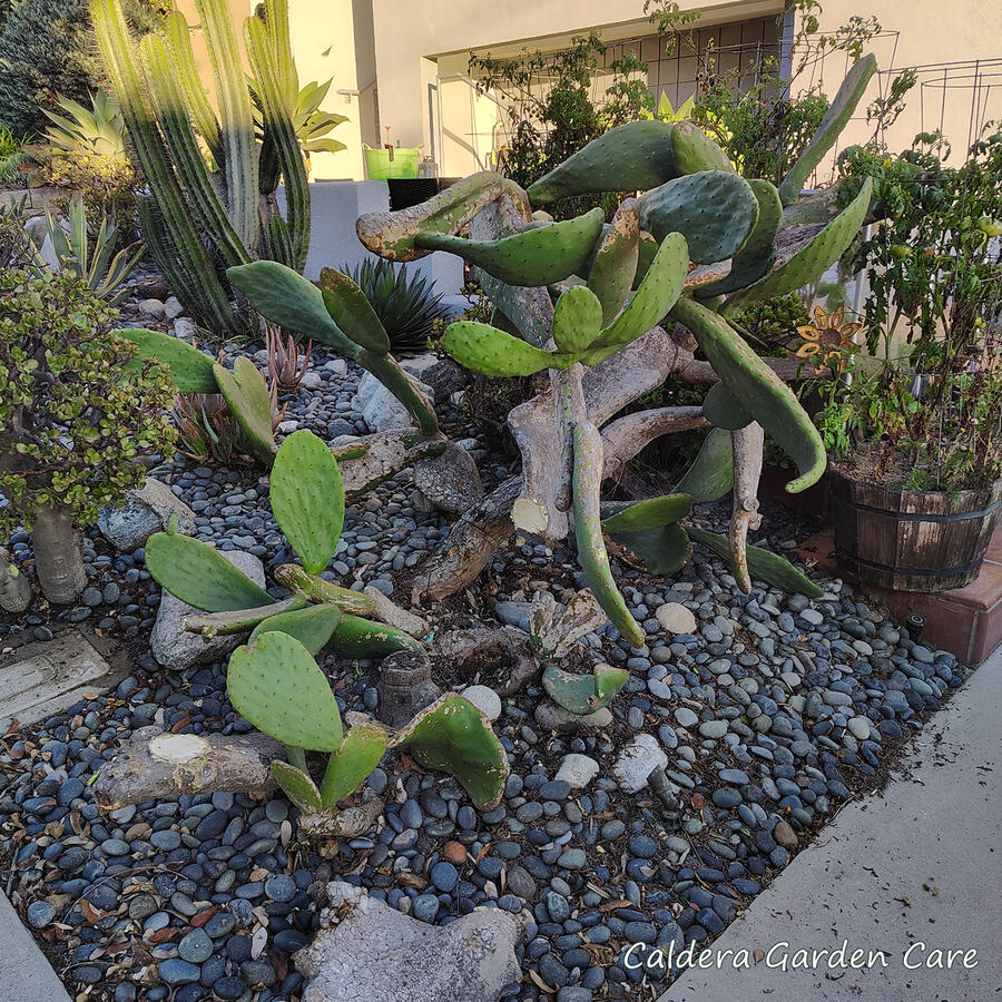 Pruned Opuntia with jade plant removed. The Opuntia has had paddles pruned off so it no longer encroaches on pathways. The jade plants have been completely removed from under the cactus.
