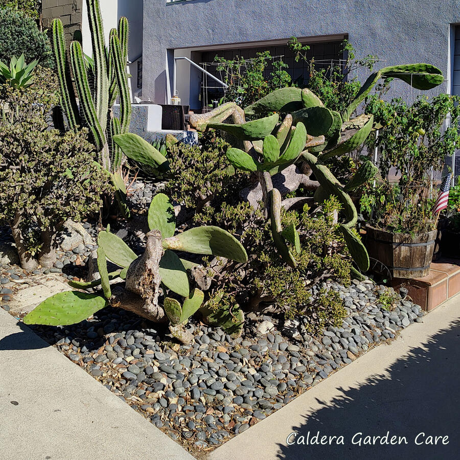 an overgrown Opuntia with paddles encroaching on a public sidewalk and side yard entry, with jade invaders below A large overgrown Opuntia cactus with drooping paddles encroaching on public walkways. An ogre ear jade plant has grown up underneath and entwined with it.