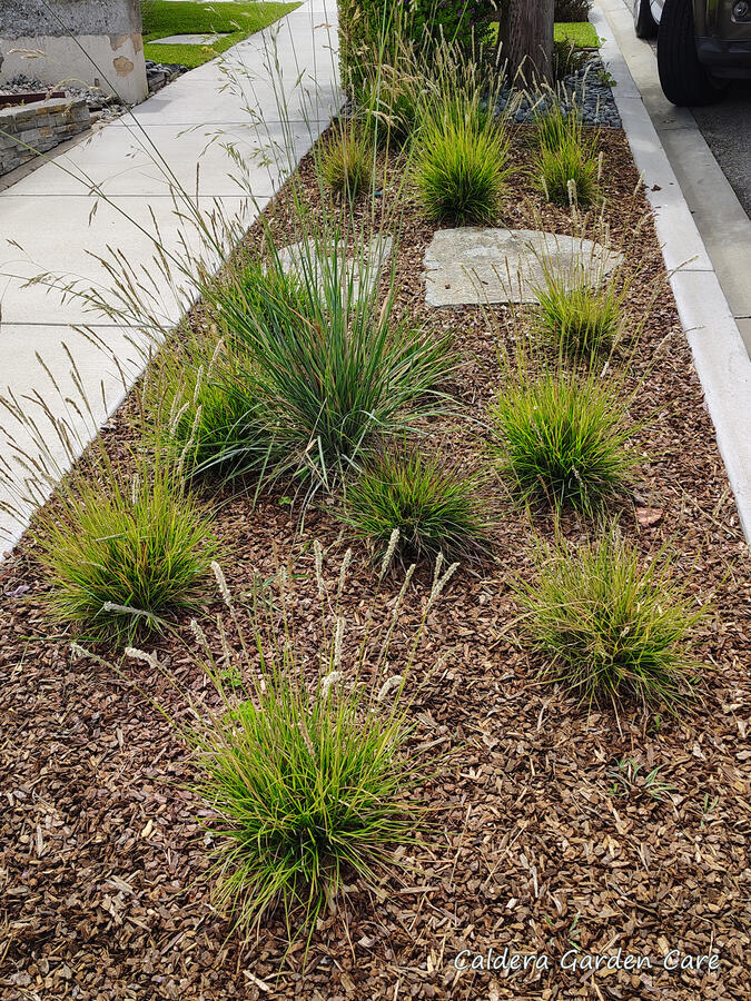 Native Bunch Grass Parkway Before A parkway filled with brown mulch and several bunch grasses. Two flagstones forming a path from curb to sidewalk at the center. There are clover and old non-native silver carpet weeds in a few places, and an out-of-place bunchgrass.