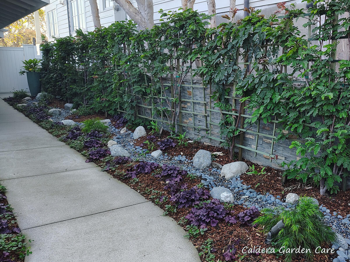 Part Sun Garden A long, narrow, part shade garden with a concrete walkway on the left under a roof overhand. A dry creek bed runs down the center of the flower bed to the right, which is about as wide as the walkway. Purple heuchera and strawberry plants provide ground co