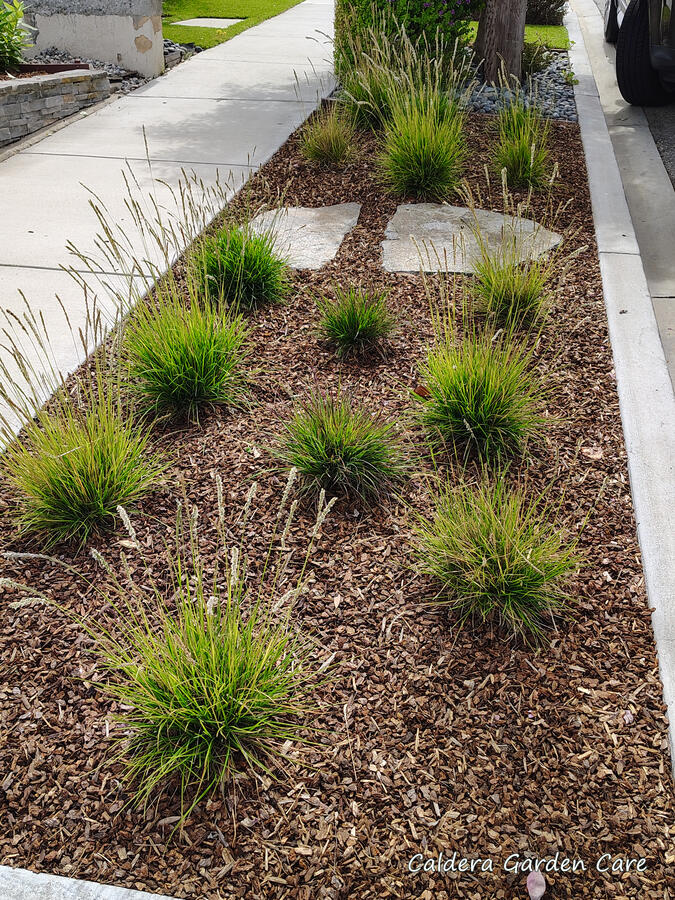 Native Bunch Grass Parkway After The clover and non-native silver carpet have been removed, as well as the large out-of-place bunchgrass. Mulch has been swept back into place, and the whole parkway looks more tidy.