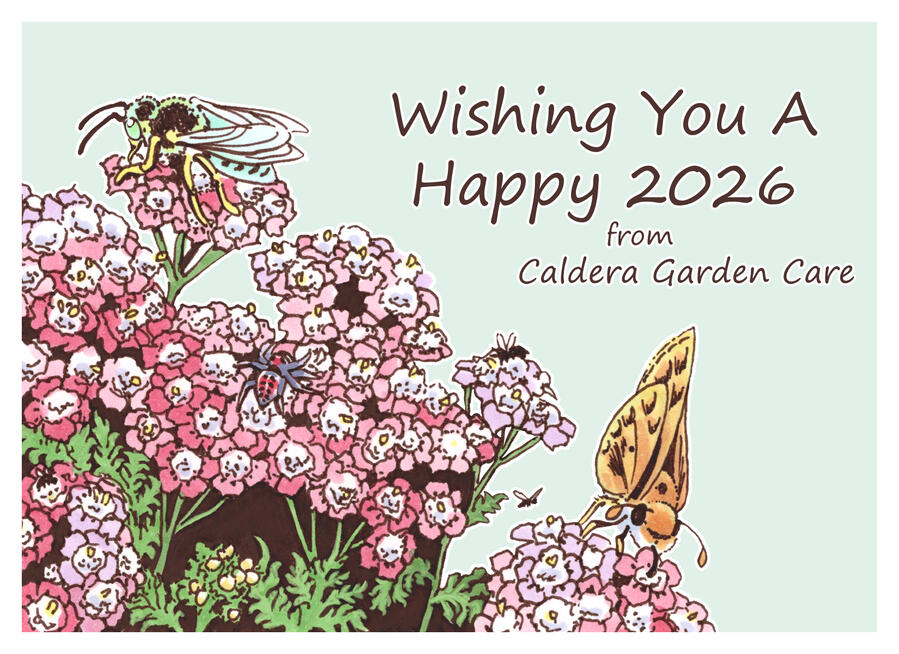 Wishing You A Happy 2026 A color illustration showing a closeup of island pink yarrow blooms and foliage with several southern California native insects feeding or sheltering on them to the left and bottom of image. Text in the upper right reads "Wishing You A Happy 2026 from Cald